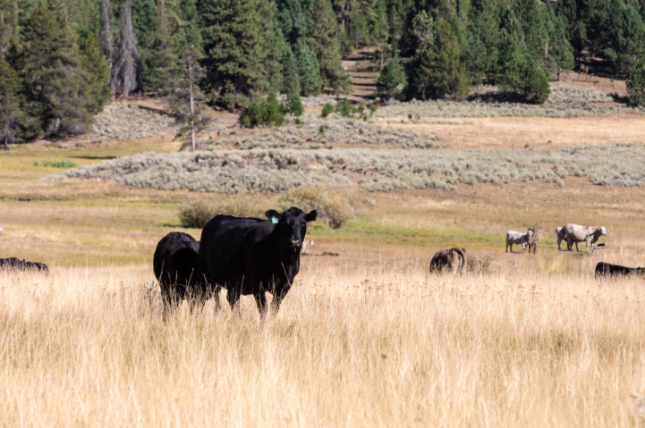 cow calf pasture